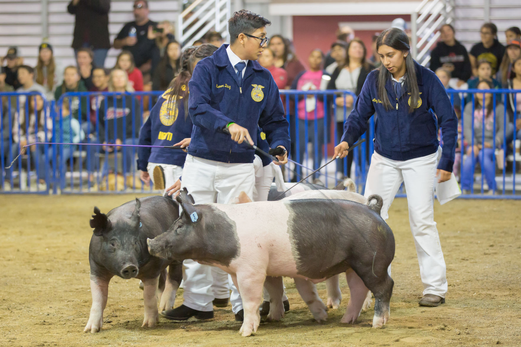 070919 SB Fair Animal Judging 22.jpg